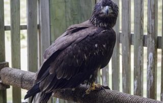 Crane Service Members Help Save Injured Bald Eagle