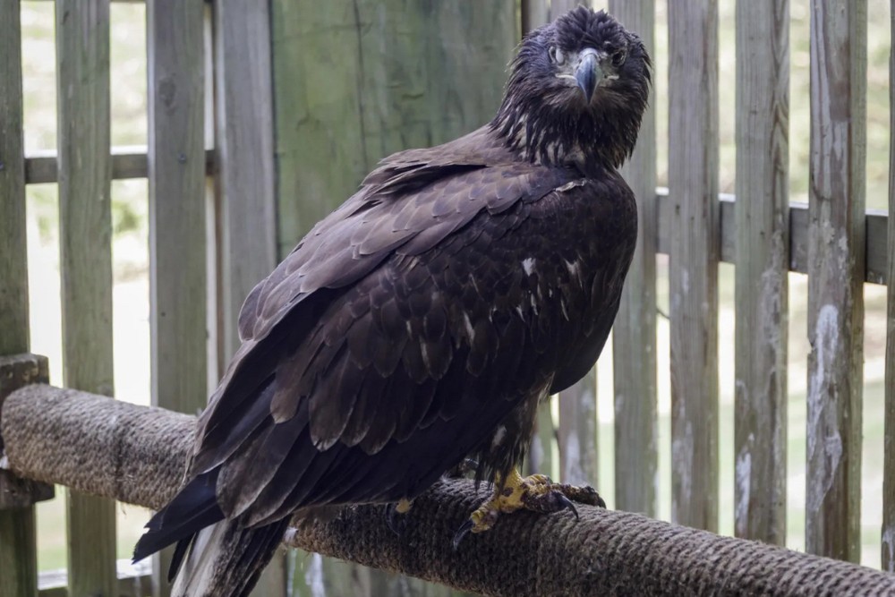 Crane Service Members Help Save Injured Bald Eagle